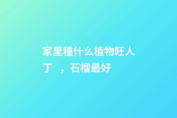 家里種什么植物旺人丁，石榴最好